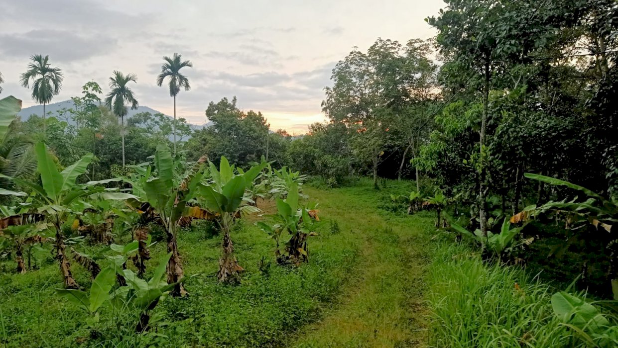 Di Jual tanah diSukabumi cocok untu villa atau berkebun