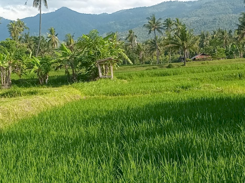 Di jual tanah sawah di panji mengening