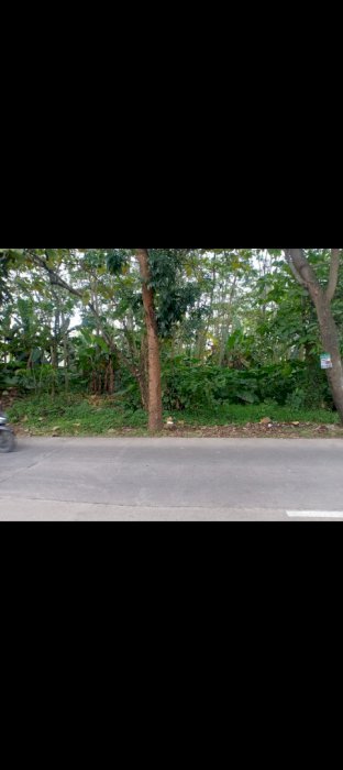 Tanah Jalan Raya Gunung Pati Semarang Dekat UNNES
