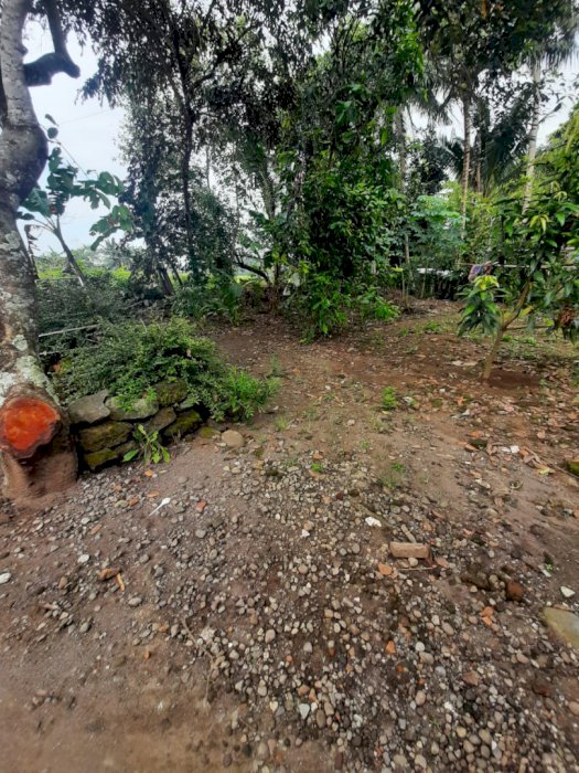 Dijual Murah Pekarangan Banyurejo Tempel