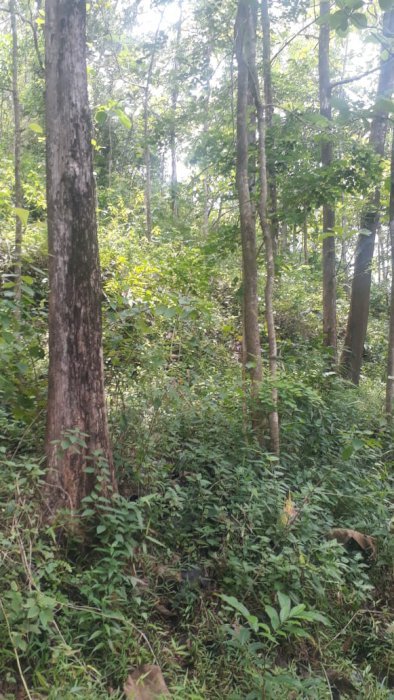 Di Jual Tanah kebun jati dan sono keling Lokasi Sukoharjo Jawa Tengah