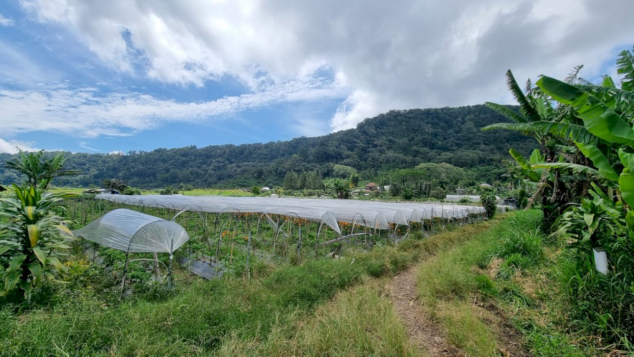 Tanah Pemandangan Danau Buyan - Bedugul