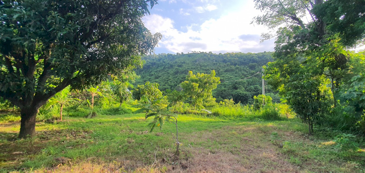 Jual kebun sudah tertata, view cantik