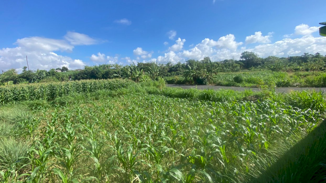 Freehold Dijual Tanah 28 are di Sanur Padang galak