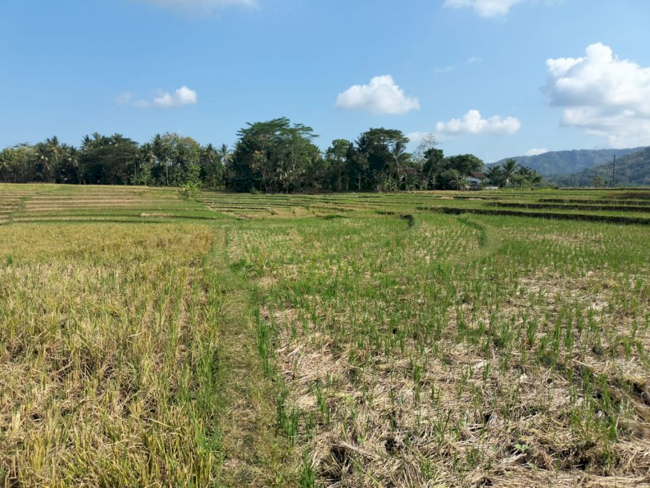 Tanah di jual murah di kulon progo