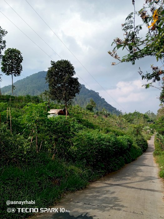 Jual tanah perkebunan produktif pinggir jalan