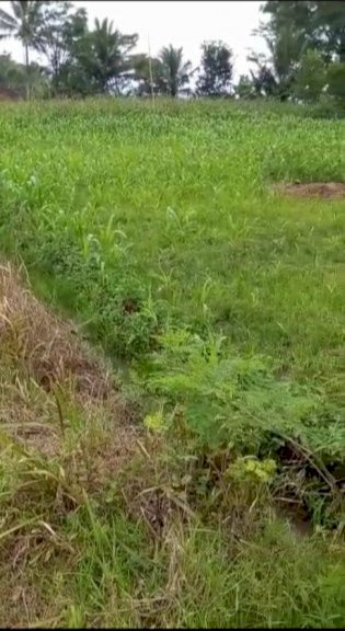 JUAL CEPAT KEBUN JAGUNG JL DESA AKSES TRUK CIPONGKOR BANDUNG BARAT