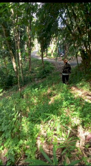 Jual cepat tanah kebun setengah hektar cililin cipongkor Bandung Barat
