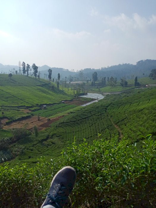 DI JUAL KEBUN TEH DAN SAYURAN VIEW EDUN BANGET DI BANDUNG BARAT