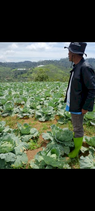 Di jual cepat ASET KEBUN SAYURAN CIWIDEY CIBEBER JL TRUK