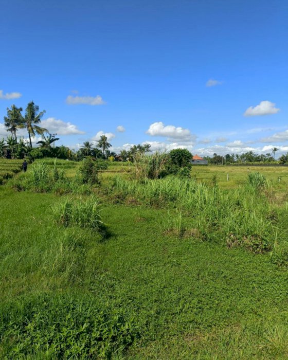 DI JUAL TANAH PANTAI NYANYI BERABAN, TABANAN BALI
