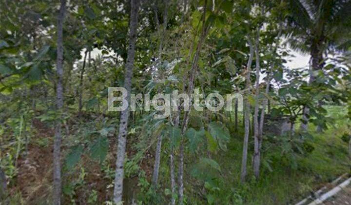 BUTUH JADI UANG CEPAT, TANAH LUAS DAN MURAH DI DUSUN PRINGKUKU-PACITAN