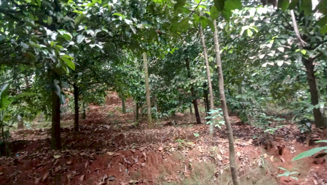 Di jual  tanah kebun manggis