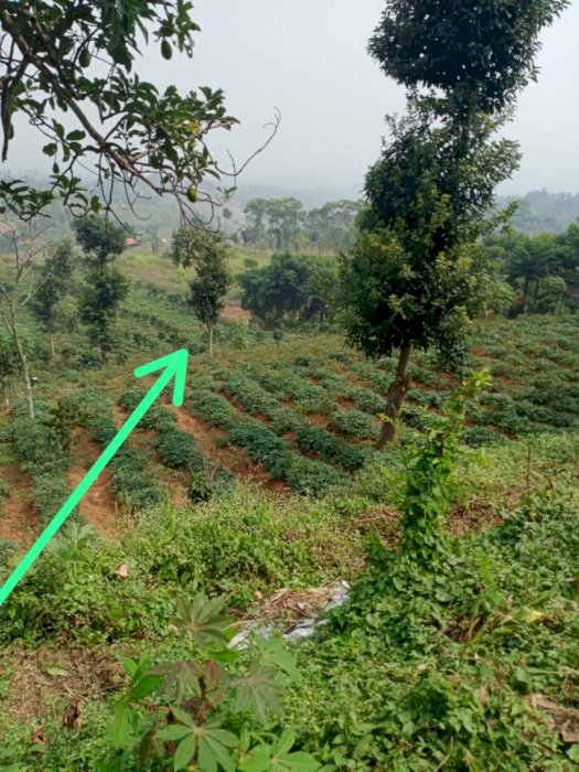 Jual kebun di arjasari bandung lg butuh uang