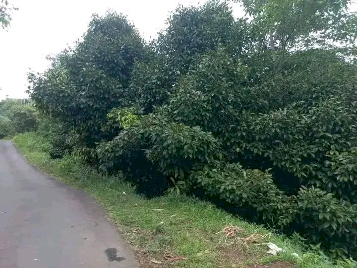 Tanah kebun murah di bogor