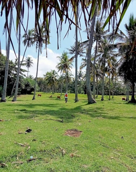 DIJUAL TANAH LOS PANTAI, PEKUTATAN BADUNG BALI