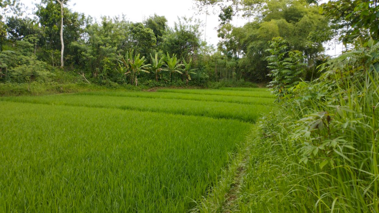 jual sawah produktip