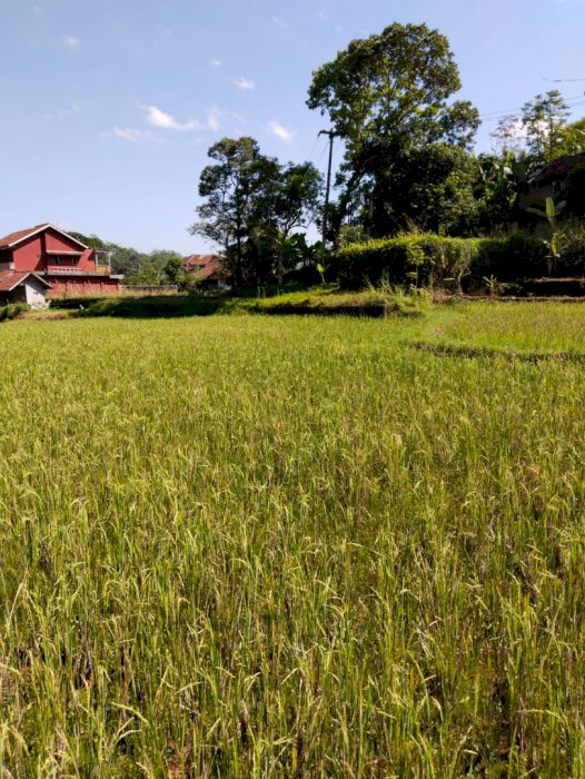 Tanah sawah produktif.bisa buat inpes