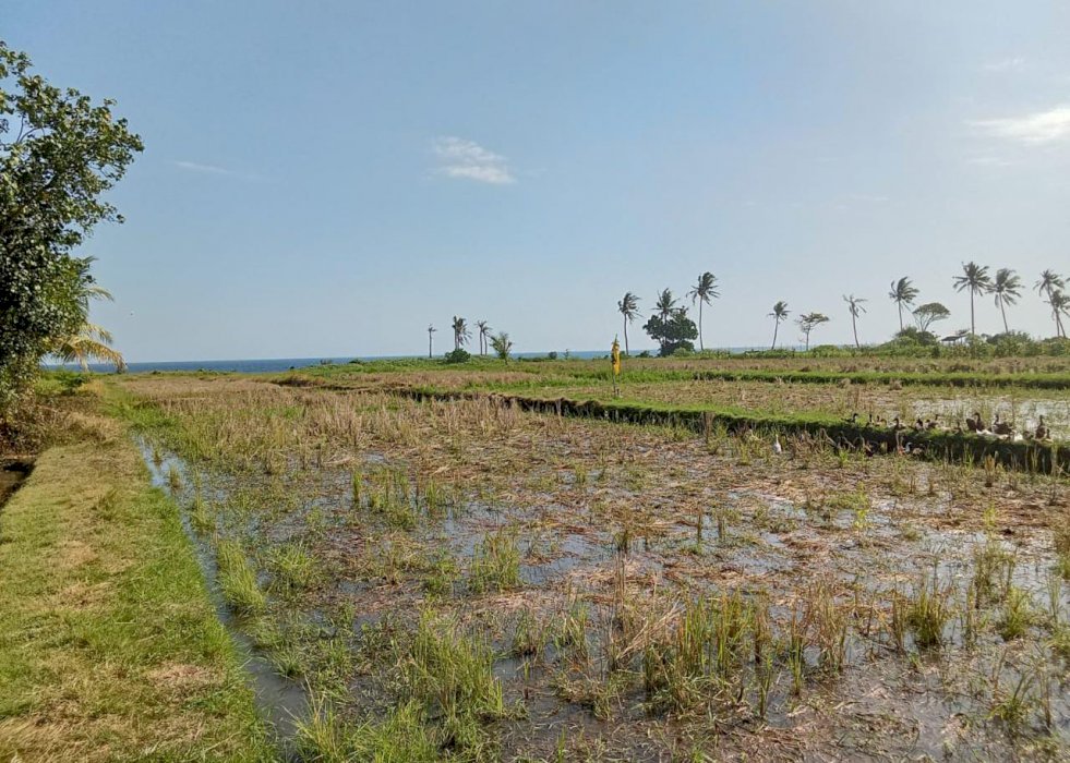 Di Jual Tanah Kavling Tabanan Bali