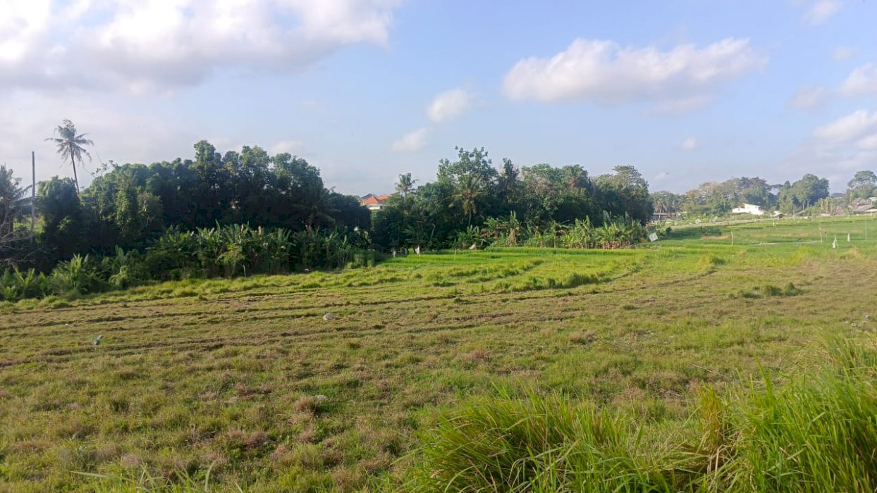 DI KONTRAKAN TANAH STRATEGIS DI TUMBAK BAYUH PERERENAN BALI