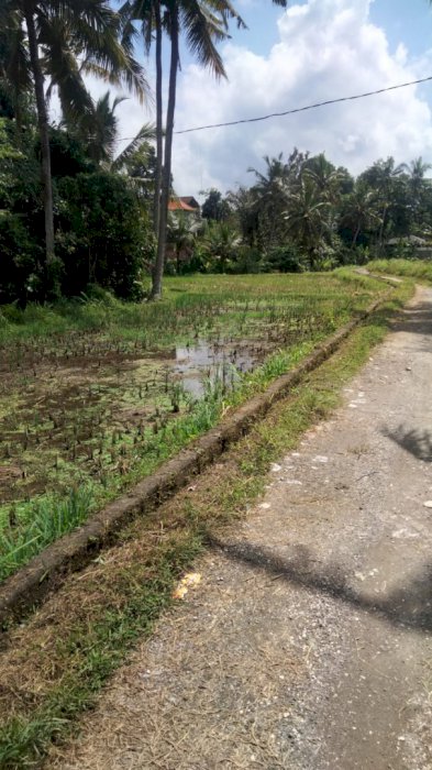DI JUAL TANAH DI SUBAK GIANYAR UBUD BALI