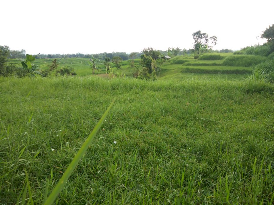 Di Jual Tanah Murah, Pendem Jembrana Bali