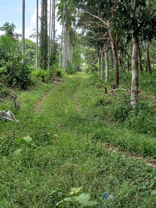 Di Jual Lahan Kebun Karet, Banyuasin Palembang Sumatera Selatan