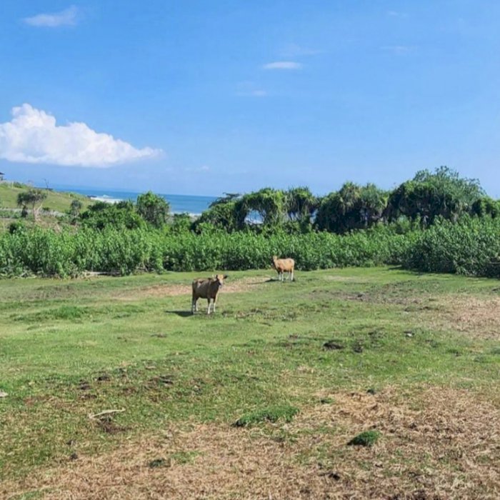 JUAL CEPAT TANAH OCEAN VIEW DI PANTAI NYANYI TABANAN