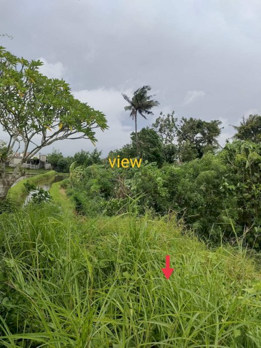 Celuk Sukawati disewakan tanah