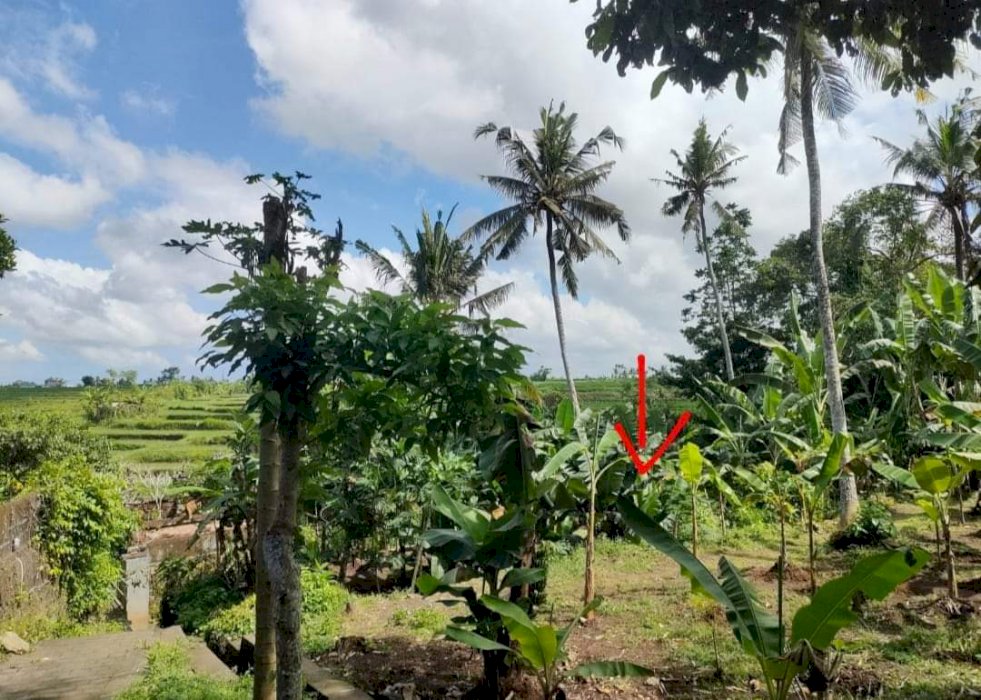 View langka dekat ubud
