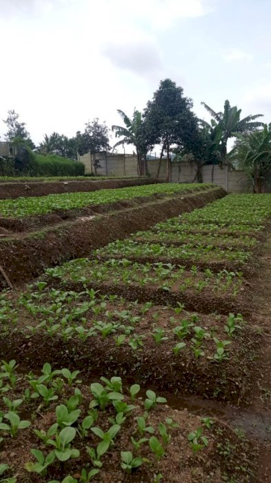 TANAH STRATEGIS UNTUK HOMESTAY DAN PERKEBUNAN
