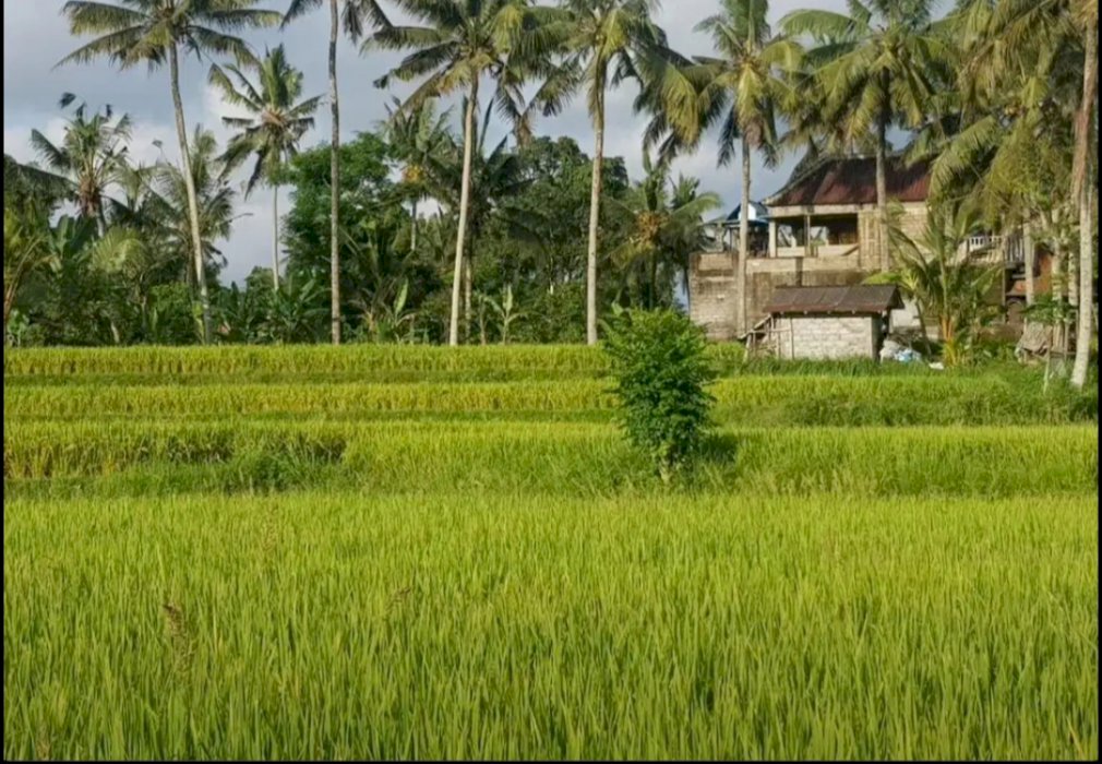 Premium Land in Canggu For Sale