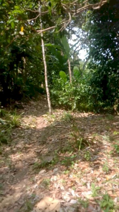 Jual Tanah/kebun Murah Di Bandar Lampung