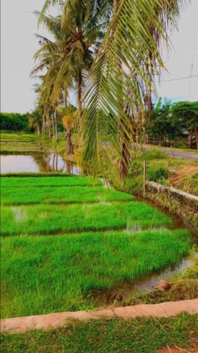 Tanah  DiKarimunjawa Jepara Lokasi Pariwisata Strategis