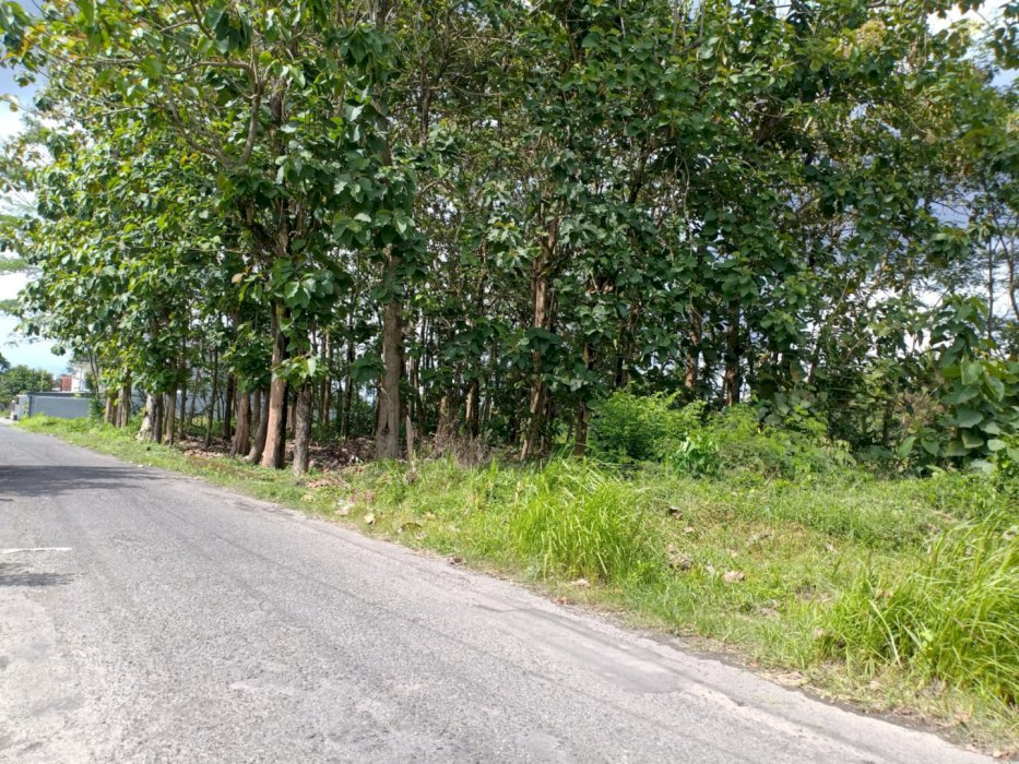 TANAH PEKARANGAN BAGUS