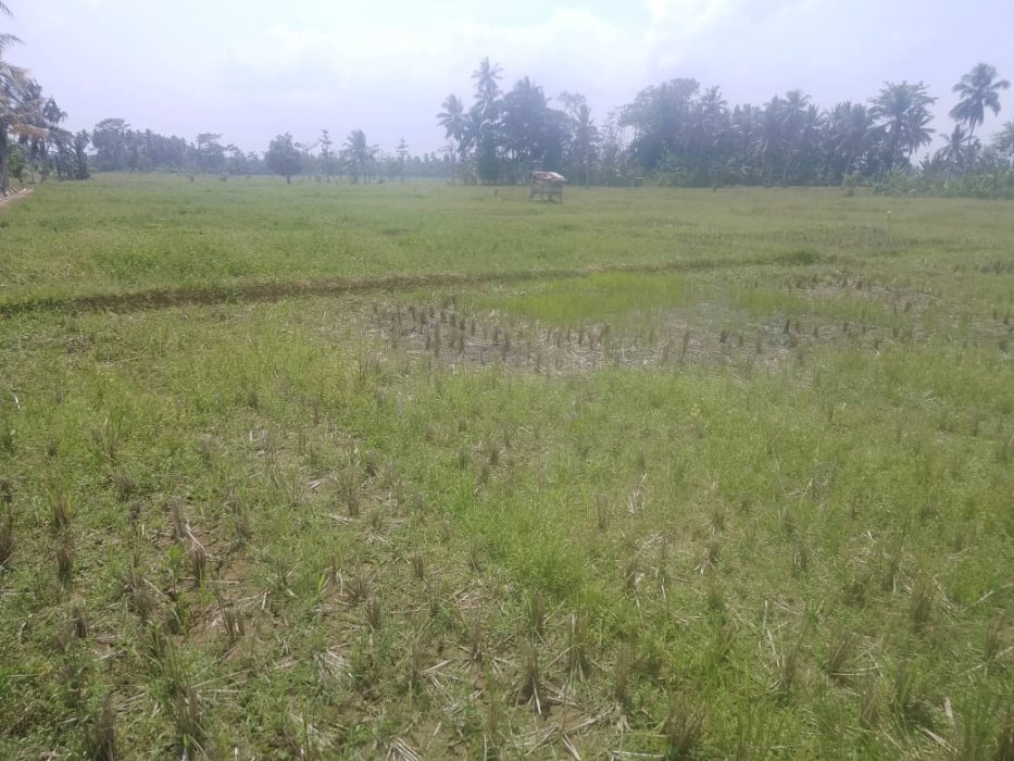Di Jual Tanah Sawah Lokasi Strategis Di Tanggamus Lampung