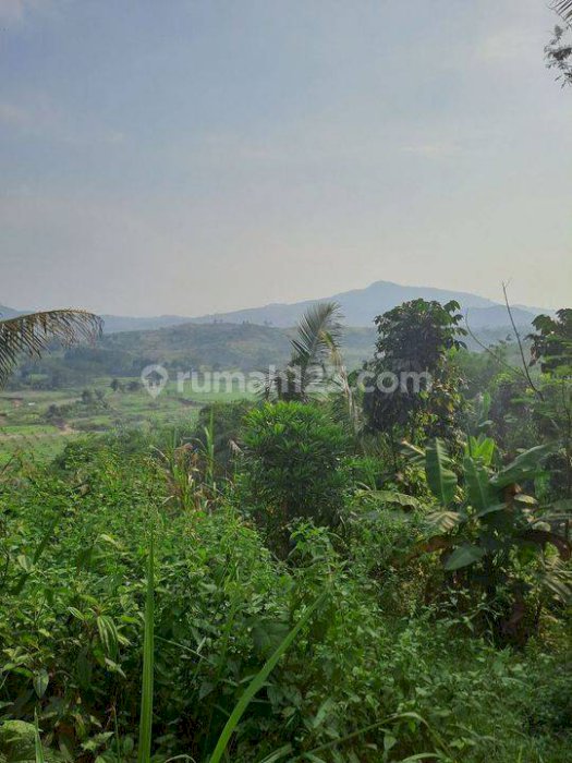 D jual tanah pabuaran perbatasan citereup sukamakmur