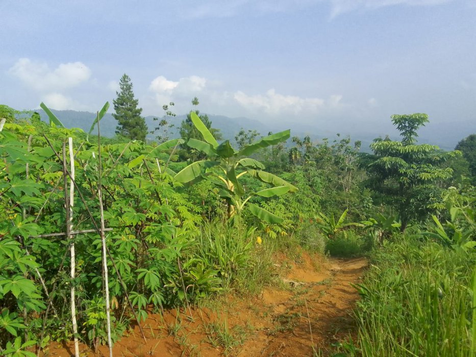 DI JUAL TANAH LUAS MURAH STRATEGIS DI CIANJUR PUNCAK JAWABARAT