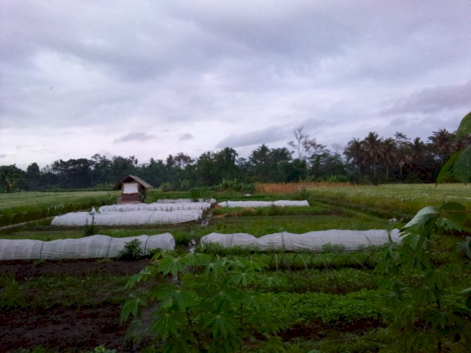 DIJUAL TANAH SAWAH LOKASI STRATEGIS DI SLEMAN YOGYAKARTA