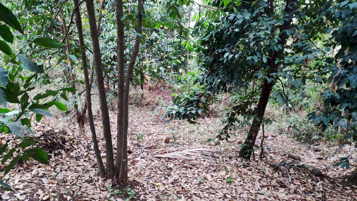 Jual tanah di jalan lingkar utara kota Cilegon