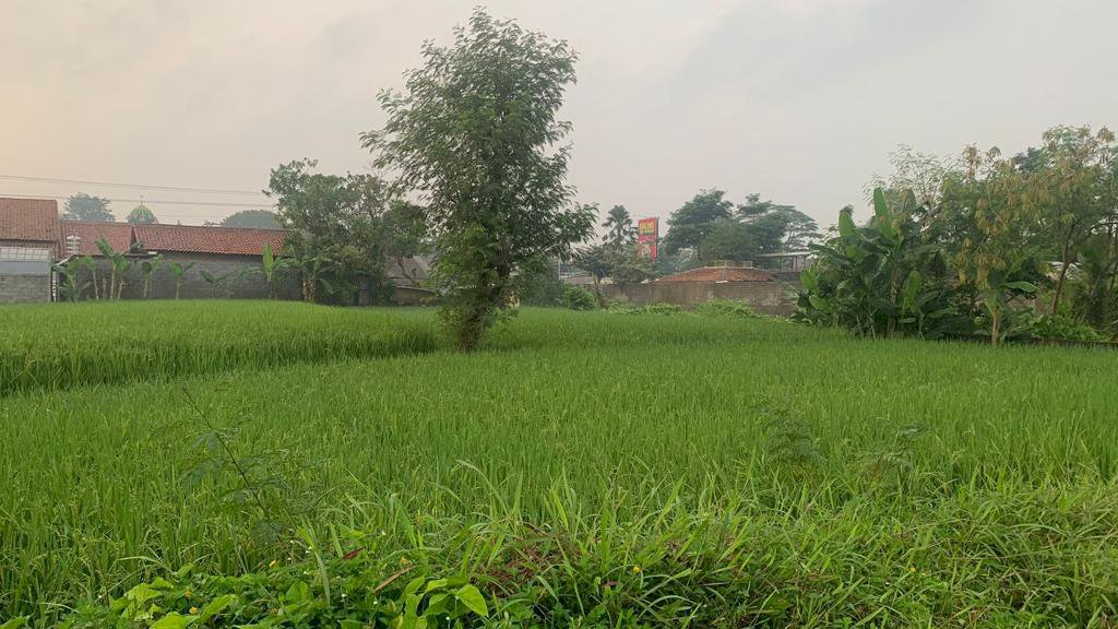 Dijual Sawah Strategis di Ngaglik