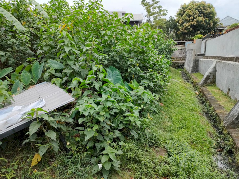 Di Jual Tanah Canggu Berawa Lokasi Pererenan Canggu Bali