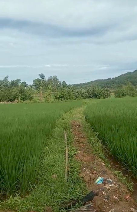 Di jual sawah produktip desa pabuaran bogor jawa barat