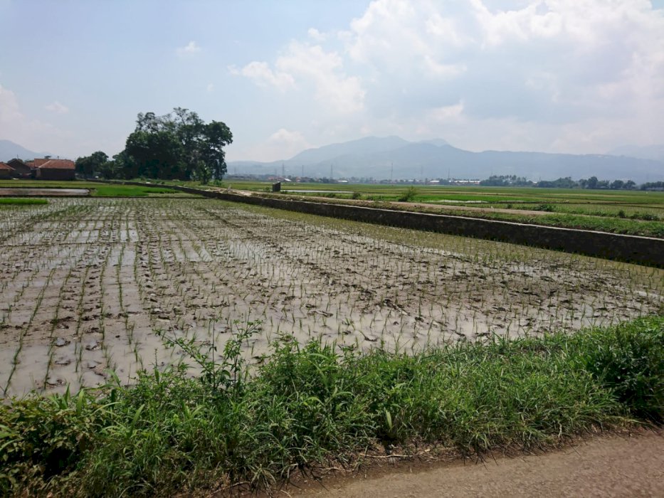 Dijual Tanah Sawah Produktif sangiang Rancaekek Bandung
