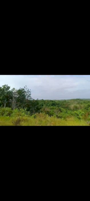 DIJUAL LAHAN DI IKN PENAJAM BUKIT SUBUR