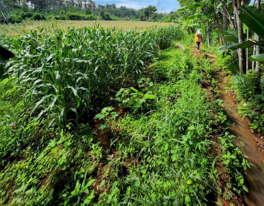 Tanah sawah subur di kec. Tulis, Batang