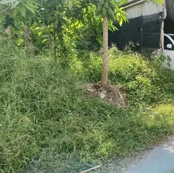 tanah 1.5 are di jln pohon jati, sanur