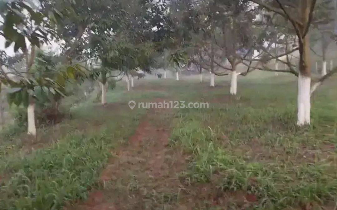 Tanah Murah Kebun Durian Musang King Super Tembaga Alpokat