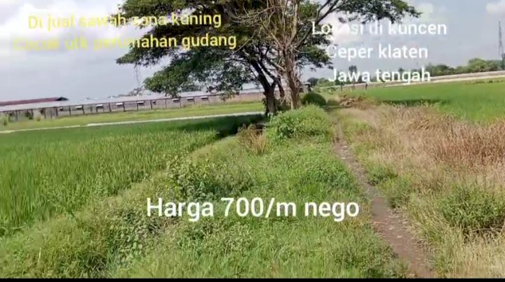 DIJUAL SAWAH ZONA KUNING LUAS 1,6 HEKTAR KUNCEN CEGER