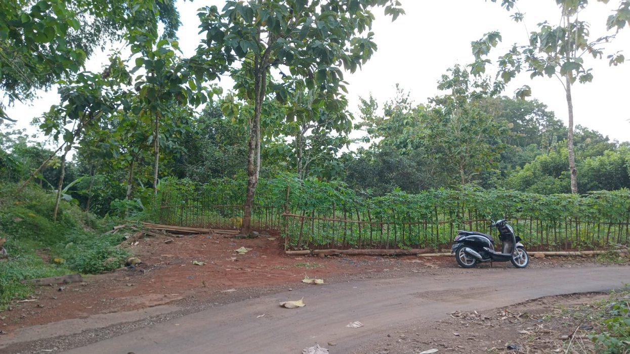 DI JUAL KEBUN DI PINGGIR JALAN LUAS 1 HEKTAR LEBIH DI TANJUNG SARI